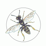 Antioch_sphecid_wasp