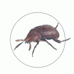San_Joaquin_Dune_beetle